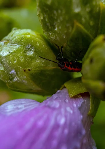 Primer Plano Insecto Rojo Una Flor Mojada — Foto de Stock