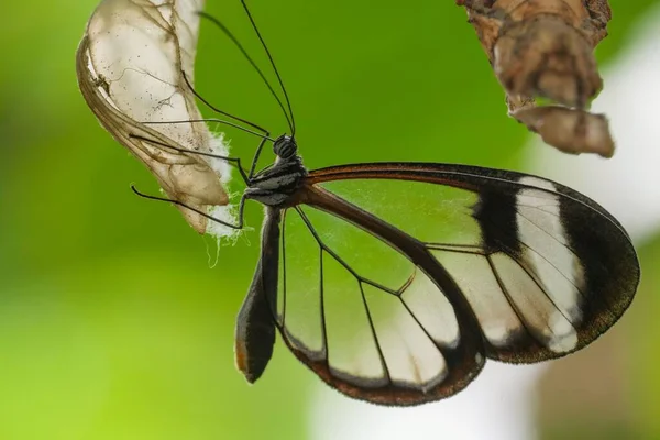 Bitkinin Üzerindeki Güzel Cam Bir Kelebeğin Makro Görüntüsü — Stok fotoğraf