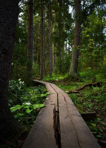 一条穿过森林的木制人行道的垂直截图 — 图库照片