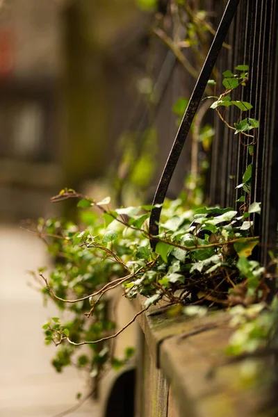 Plantes Vertes Rampantes Sur Mur Clôturé — Photo