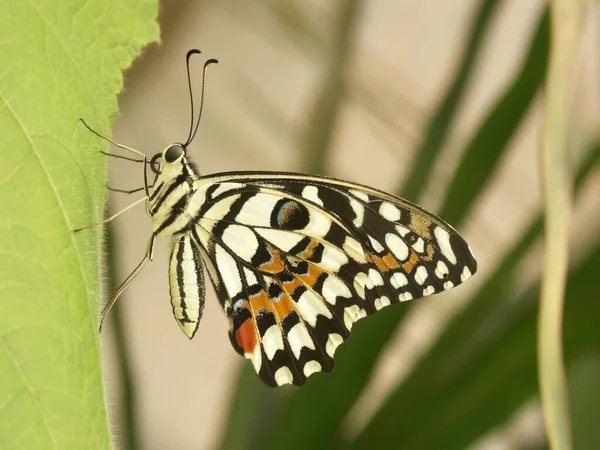 荒野の中に豪華な黒と白のパターン化された翼を持つ巨大なクリッパー蝶の閉鎖 — ストック写真