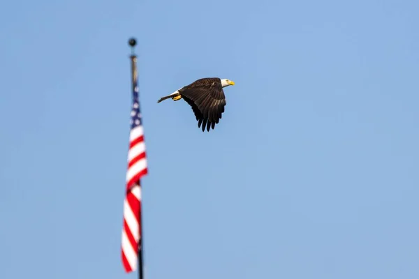 Amerikan Sembolünün Hava Görüntüsü Gökyüzünde Uçan Kel Kartal Eyalet Bayrağı — Stok fotoğraf