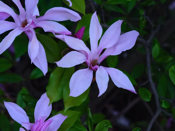 Zbliżenie Gwiazdy Magnolia Kwiaty Tle Liści Gałęzi — Zdjęcie stockowe