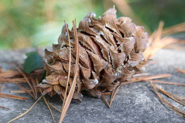 乾燥した小枝と石の上に落ちた霜の針葉樹の閉鎖 — ストック写真