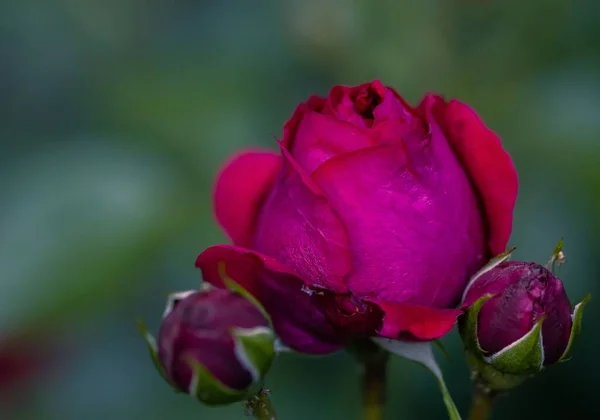 Ein Selektiver Fokus Von Rosa Rosen Garten — Stockfoto