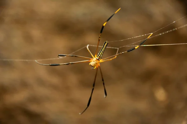 網からぶら下がったネフィラの丸見えのクモ — ストック写真