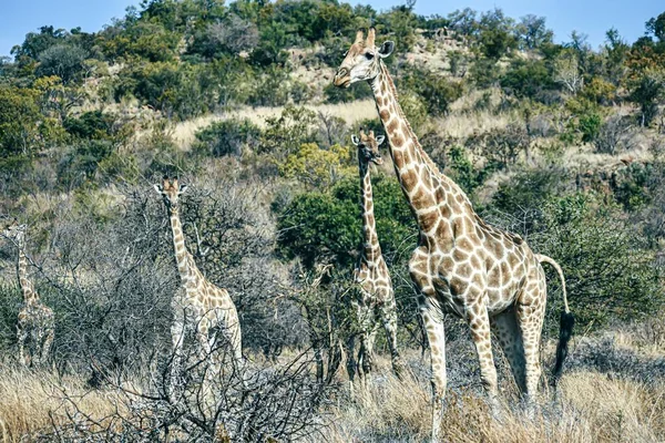 Gruppo Giraffe Nel Campo Una Giornata Sole — Foto Stock