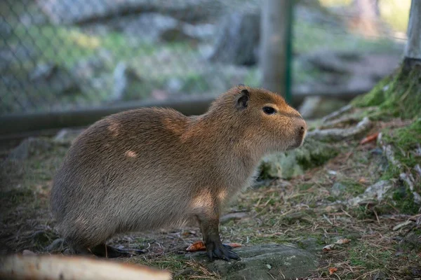 Słodkie Dziecko Capybara Zoo — Zdjęcie stockowe