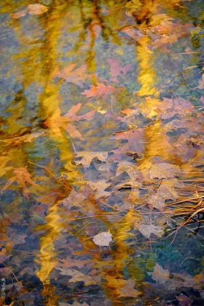 Eine Vertikale Aufnahme Von Herbstblättern Einem Wasserbecken Mit Reflexionen Eines — Stockfoto