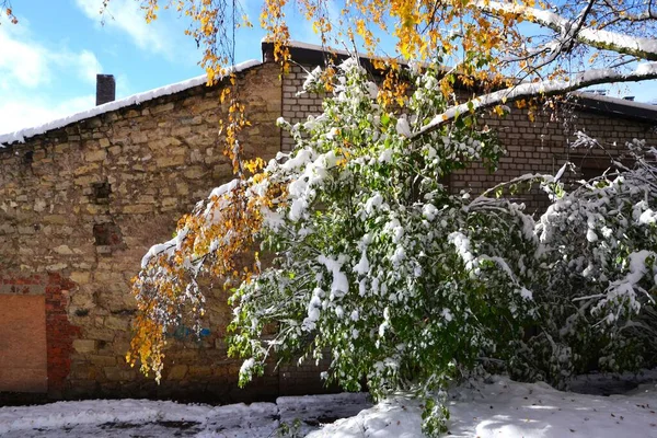 晴れた冬の日に背景にレンガ造りの建物で雪に覆われた緑の葉を持つ木 — ストック写真