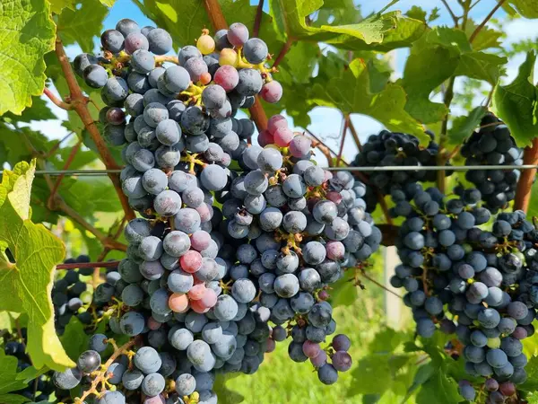 Een Close Shot Van Rijpe Druiven Boom Wijngaard — Stockfoto