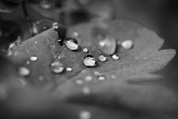葉の上に水滴の灰色のマクロショット — ストック写真