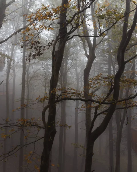 Tiro Vertical Uma Floresta Verde Nas Montanhas Beskydy República Tcheca — Fotografia de Stock