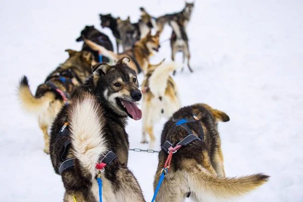 Group Siberian Husky Sled Dogs Road Juneau Alaska — Stock Photo, Image