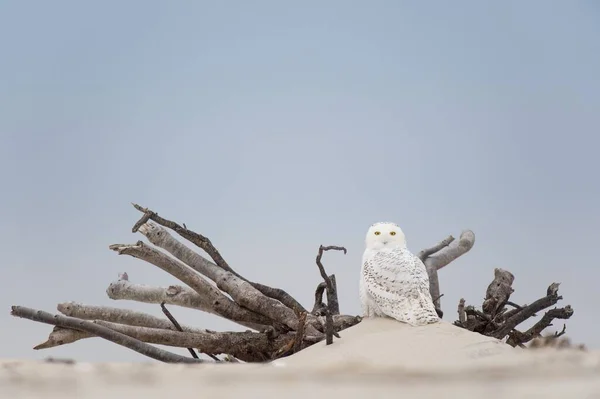 Snowy Owl Perched Driftwood Soft Overcast Snowy Field — Stock Photo, Image
