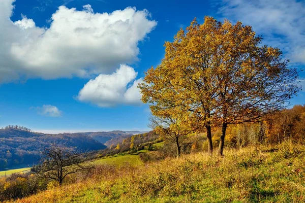 一个雾蒙蒙的山谷 一个五彩斑斓的秋天的森林 — 图库照片