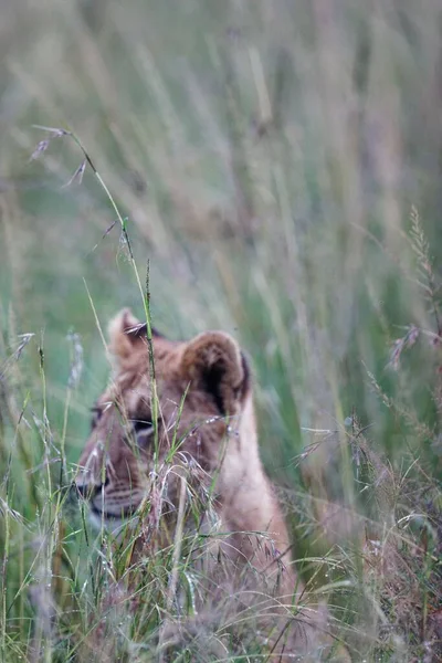 Een Verticaal Uitzicht Van Een Schattig Leeuwenwelp Een Grasveld — Stockfoto