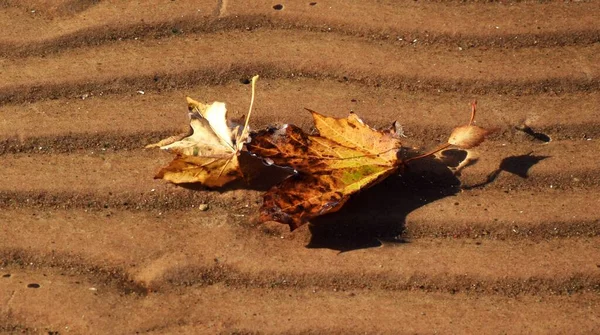 太陽の光が反射し 美しい秋の紅葉が水面に浮かぶ砂の底の波状効果 — ストック写真