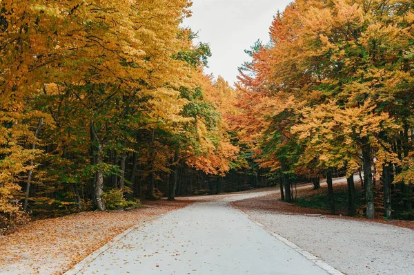 Uma Paisagem Caminho Que Passa Por Árvores Outono — Fotografia de Stock