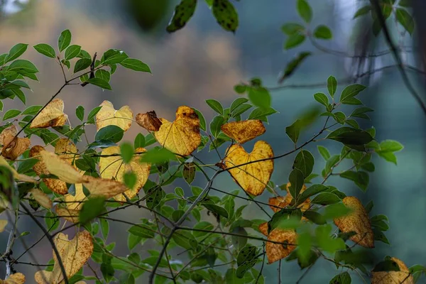Foco Seletivo Galho Árvore Com Folhagem Amarela Fundo Embaçado — Fotografia de Stock