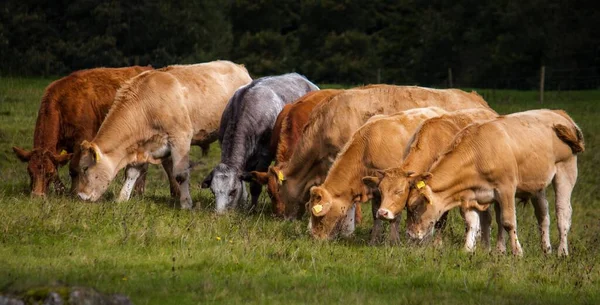 Group Cows Grazing Green Field Windermere England — Stock Photo, Image