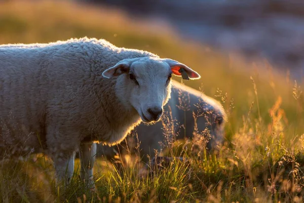 Die Weißen Schafe Weiden Grünen Feld Bei Warmem Sonnenuntergang — Stockfoto