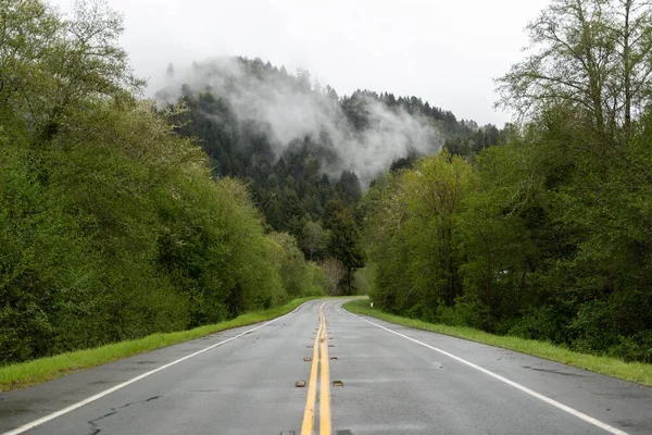 Droga Asfaltowa Otoczona Bujnymi Zielonymi Drzewami Parku Narodowym Redwood Kalifornii — Zdjęcie stockowe