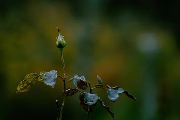 Ένα Μπουμπούκι Τριαντάφυλλο Σχεδόν Μαραμένα Φύλλα Θολή Φόντο — Φωτογραφία Αρχείου