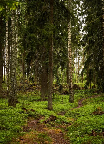鬱蒼とした木々に囲まれた森の道 — ストック写真