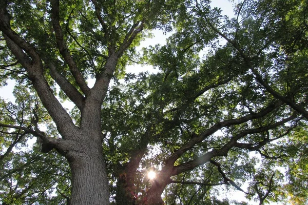 Niski Kąt Ujęcia Tekstury Zielonych Gałęzi Drzew Tle Nieba — Zdjęcie stockowe