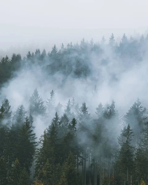 鬱蒼とした木々に囲まれた森 — ストック写真