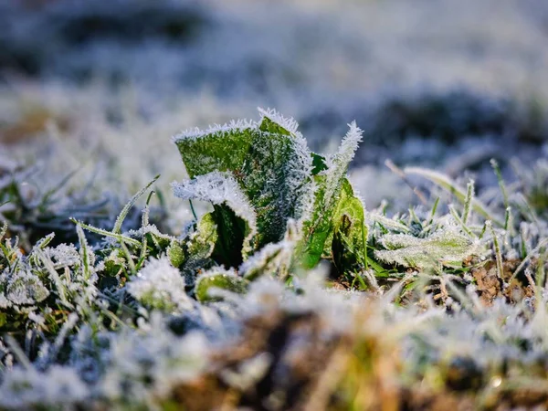 Soğuk Bir Sabahta Küçük Bir Bitki Çatık Kaşlı — Stok fotoğraf
