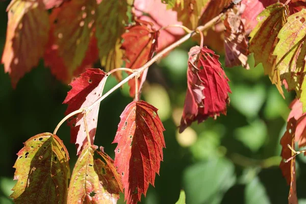 Die Roten Blätter Eines Baumes Herbstwald Einem Sonnigen Tag — Stockfoto