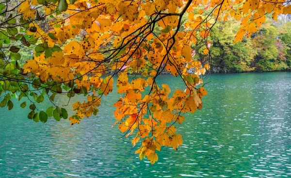 Ένα Δέντρο Του Φθινοπώρου Έντονα Κίτρινα Φύλλα Μια Μπλε Λίμνη — Φωτογραφία Αρχείου