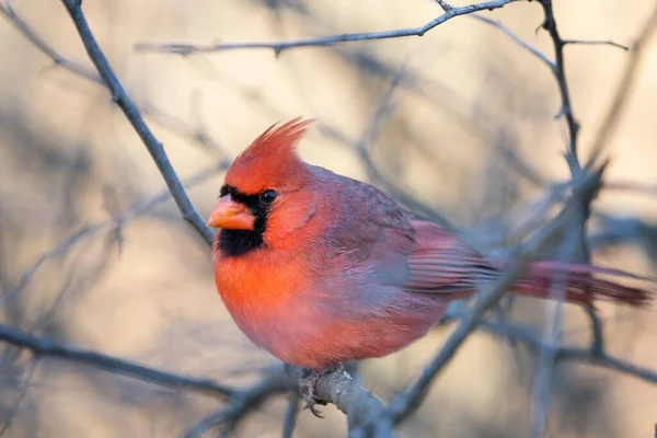 Eine Selektive Fokusaufnahme Eines Männlichen Nördlichen Kardinalvogels Auf Einem Kahlen — Stockfoto