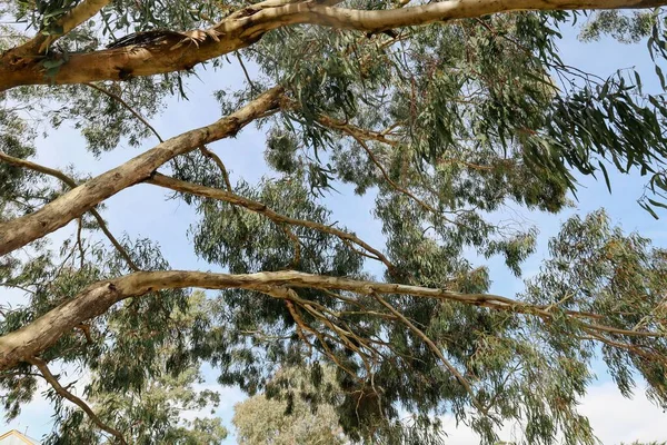 Tiro Ângulo Baixo Ramos Longos Uma Árvore Eucalipto — Fotografia de Stock