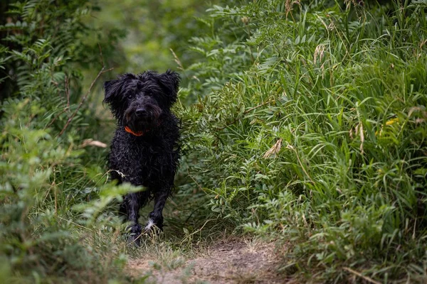 Een Close Van Een Zwarte Hond Omringd Door Groene Vegetatie — Stockfoto
