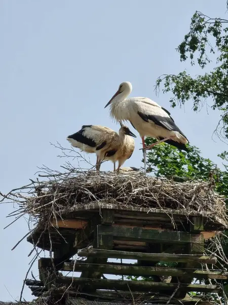 Vertical Shot Three White Stork Nest Sunny Day — Stock Photo, Image