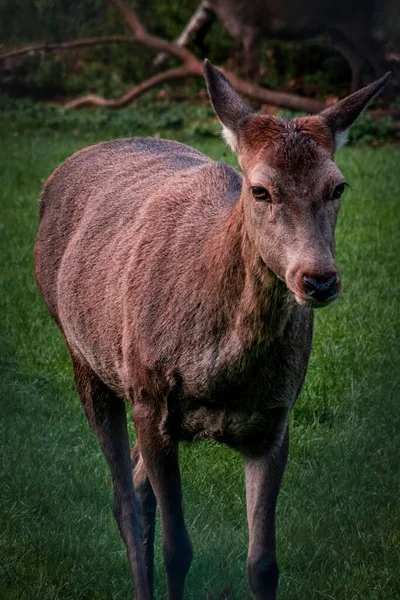 stock image A vertical shot of an European fallow deer standing on the green grass with blur backgorund