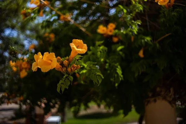 Zbliżenie Żółtego Chińskiego Trąbki Winorośli Campsis Grandiflora Kwiaty Zielonych Gałęziach — Zdjęcie stockowe