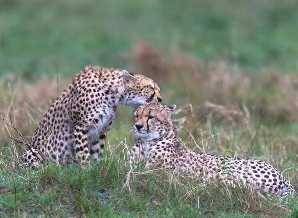 Cheetahs Της Masaimara Συνελήφθη Στο Τελευταίο Μου Ταξίδι Στη Masaimara — Φωτογραφία Αρχείου