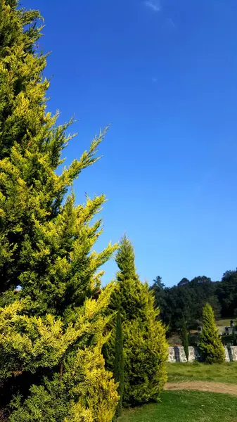 Vertical Shot Cedar Lemon Tree Evergreen Verdant Big Forest China — Stock Photo, Image