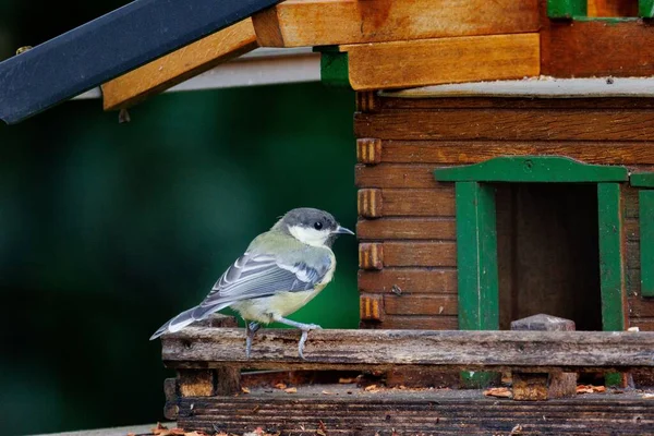 Selective Focus Shot Cute Great Tit Bird Perched Wooden Birdhouse — Stok fotoğraf