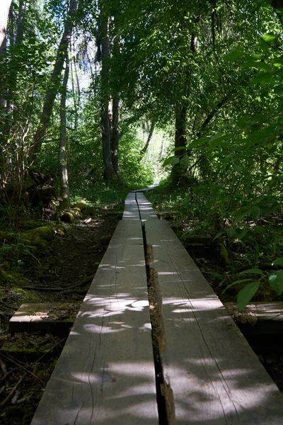 Vertical Shot Long Boardwalk Footpath Forest — Stock Photo, Image