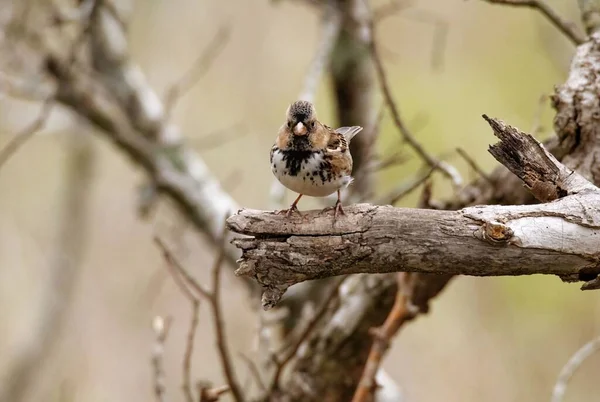 Eine Nahaufnahme Eines Schönen Harris Sparrow Der Auf Einem Ast — Stockfoto