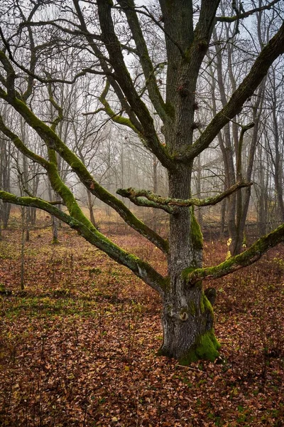 Vertikal Bild Stora Lövlösa Träd Täckta Med Grön Mossa Höstskog — Stockfoto