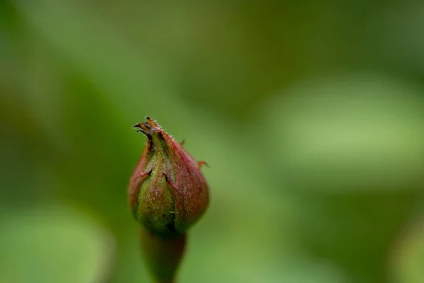 Ένα Μακρο Πλάνο Ενός Κόκκινου Και Πράσινου Τριαντάφυλλου Μπουμπούκι Στο — Φωτογραφία Αρχείου