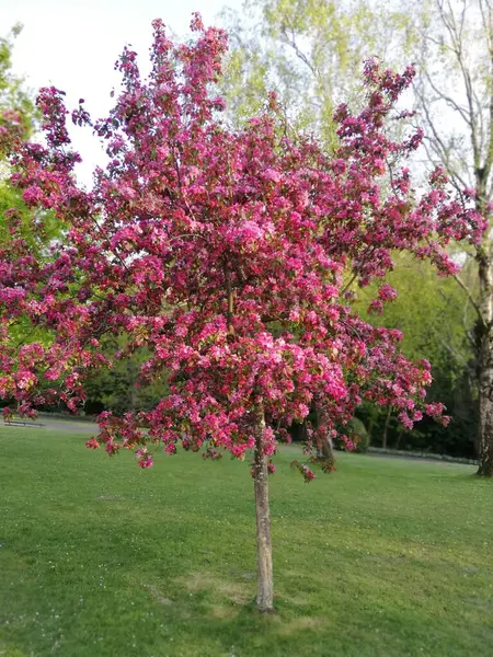 樱花盛开的树 — 图库照片