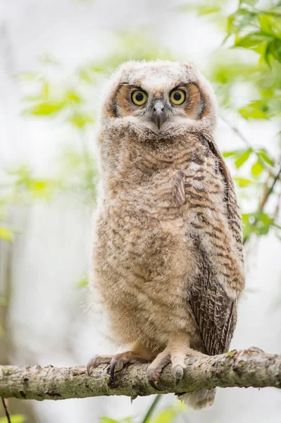 Close Shot South American Great Horned Owl Perched Branch Blurred — Stock Photo, Image