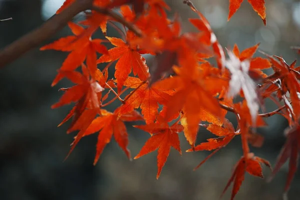一张秋天枝叶呈橙色的特写照片 — 图库照片
